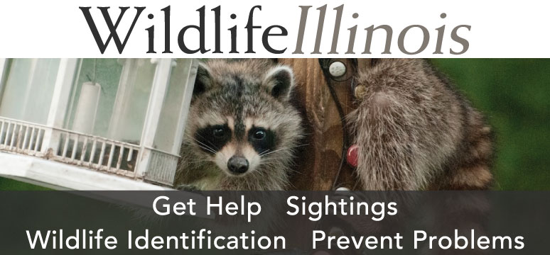 A link the Wildlife Illinois web site with advertisements for its four sections: Help, Sightings, Wildlife Identification, and Prevent Problems.