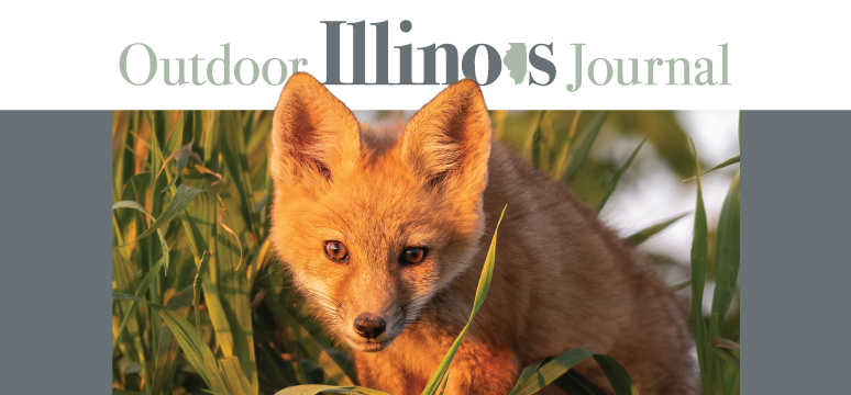 A link the Outdoor Illinois Journal web site.