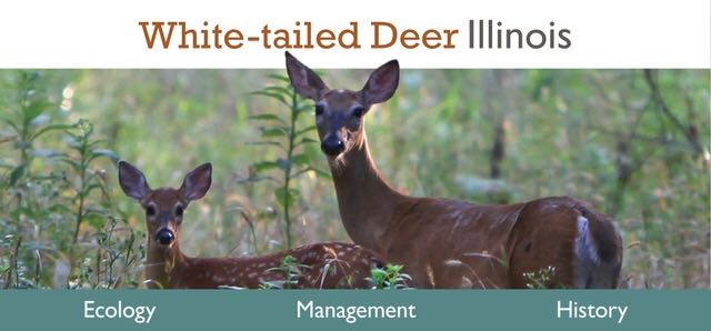 A link the Living with White-tailed Deer web site with advertisements for its three sections: ecology, management, and history.